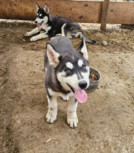 Filhote de Husky Siberiano