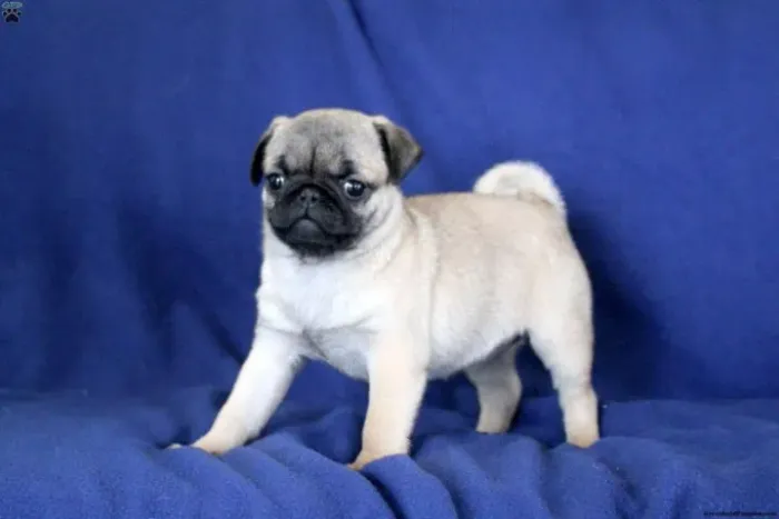 Pug engraçado - alegria dentro de casa