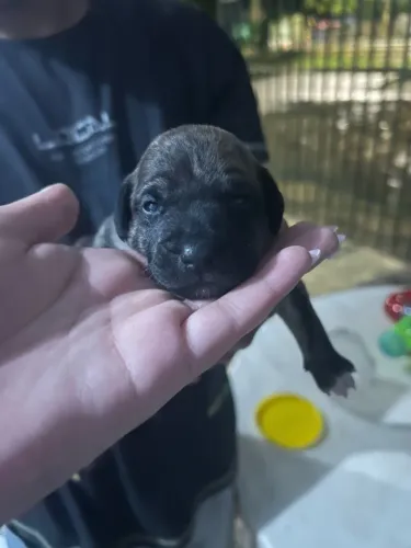 Doação de 3 filhotes de cachorro 