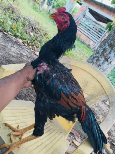 Vendo um frango indiano
