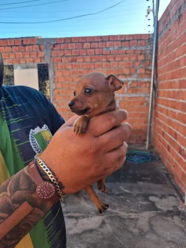 Filhote de pinscher 