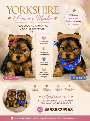 Yorkshire terrier
