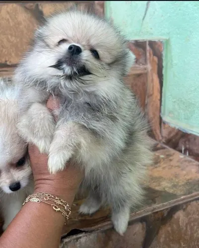 Spitz Alemão