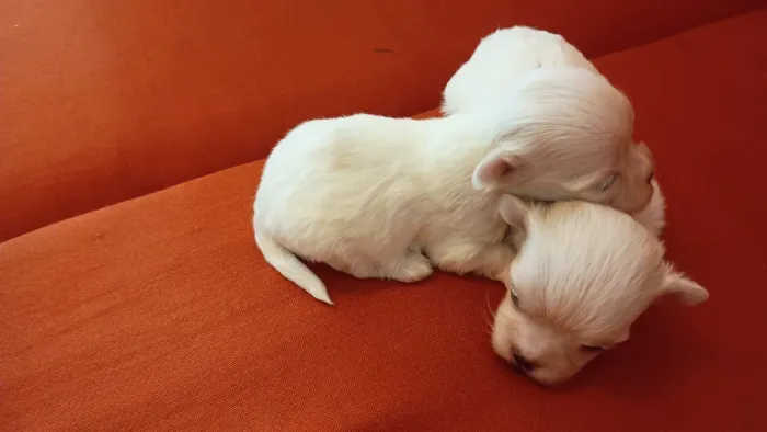 Lindos filhotes de maltês 