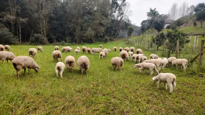 Cabras e ovelhas