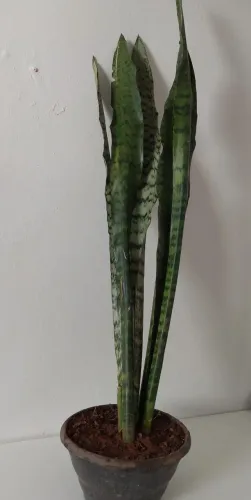 Muda espada de são jorge