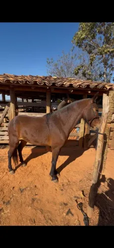 Potra