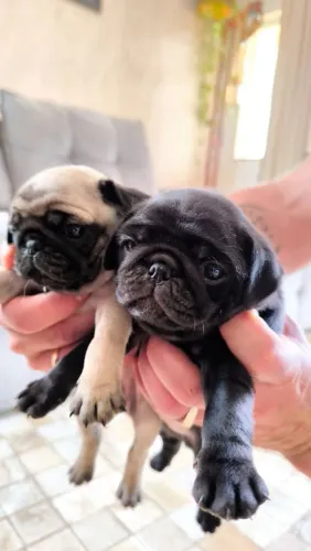 Pug