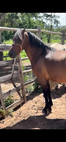 Cavalo manga larga