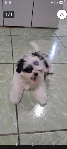 Cachorro ? de raça 