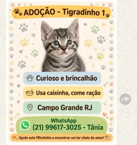Gatinhos a procura de um lar com muito amor