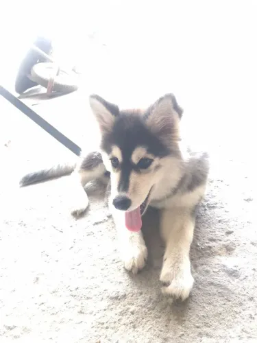 Vende se um cachorro husky siberiano filhote fêmea 