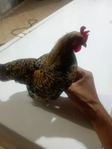 Vendo franguinho mestiço de garnizé com Nagasaki