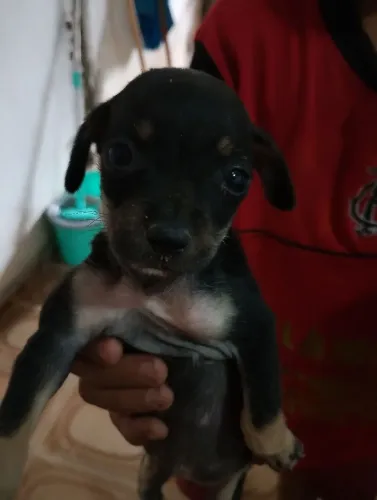 cachorros piche
