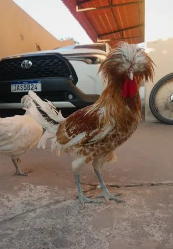 Vendo lindo casal de galinha polonesa legítima