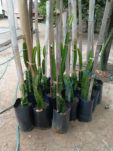 Mudas de pitaya enraizadas e brotando. Cultivar boryal red, polpa vermelha e doce.