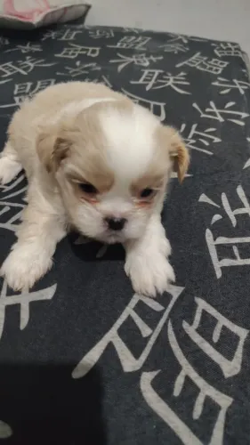 Filhotes de Shih Tzu | Um olhar cheio de encanto.
