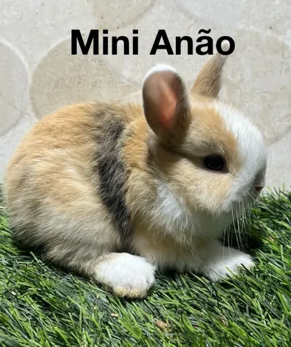 Mini coelhos
