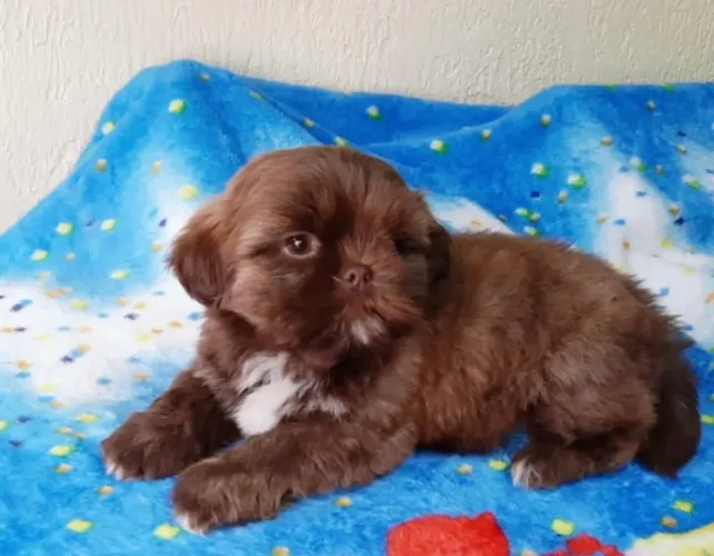 Shihtzu mini ursinho chocolate campeões