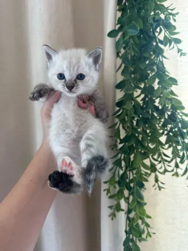 GATINHOS PARA ADOÇÃO RESPONSÁVEL