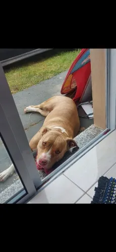 Animais de estimação