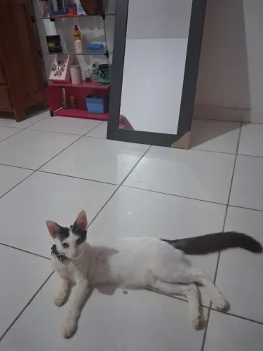 Gatinho para adoção 