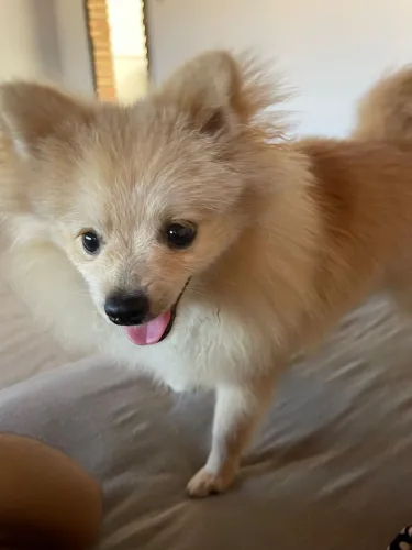 Filhote de cachorro 