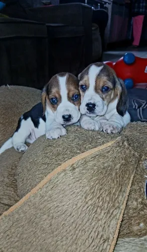 Beagle disponíveis 