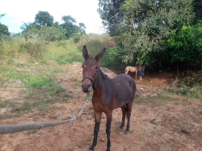 CAVALO QUARTO DE MILHA MANSO 6 ANOS + MULA