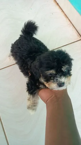Vendo filhotes de poodle com maltes