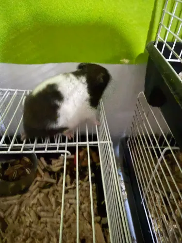 Hamster sírio Panda