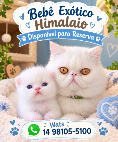 Gato Persa Bauru