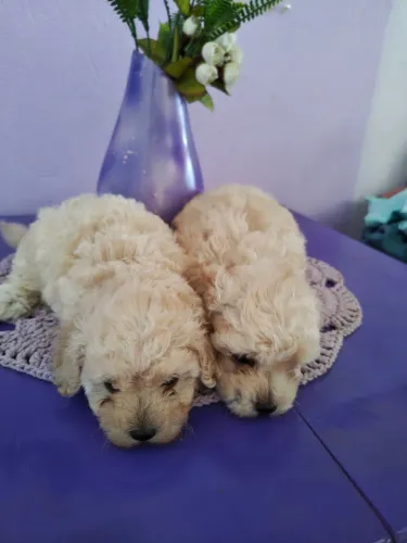 Vendo Podlle toy branco