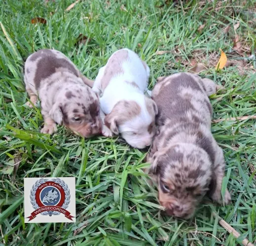 Filhotes Dachshund fêmea e macho
