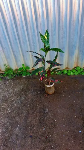 Croton lasanha 