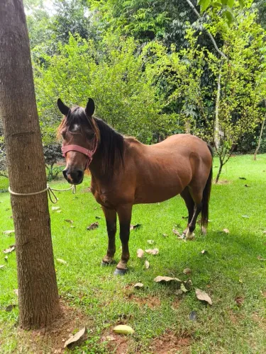 CAVALO PETIÇO MANSO Á VENDA!! 