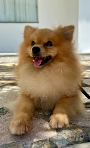Lulu da Pomerânia/Spitz Alemão Anão