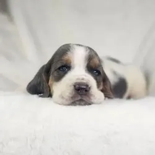 Basset Hound,Basset Hound Filhote Top Padrão da Raça