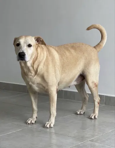 Adoção Mestiça Labrador