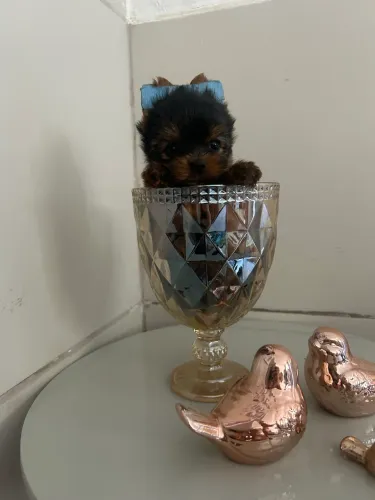 YORKISHARE 