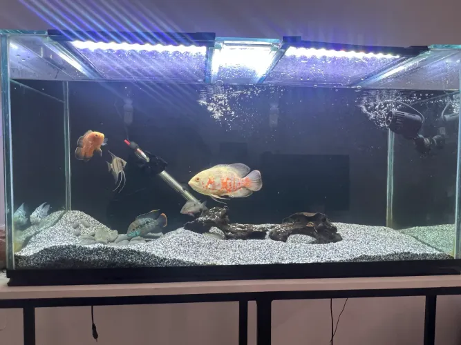 Aquário 200 litros