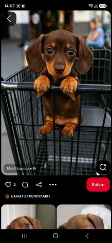 Procuro um pet porte pequeno pra adoção