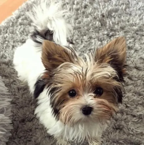 Cachorro Biewer Terrier 3 meses