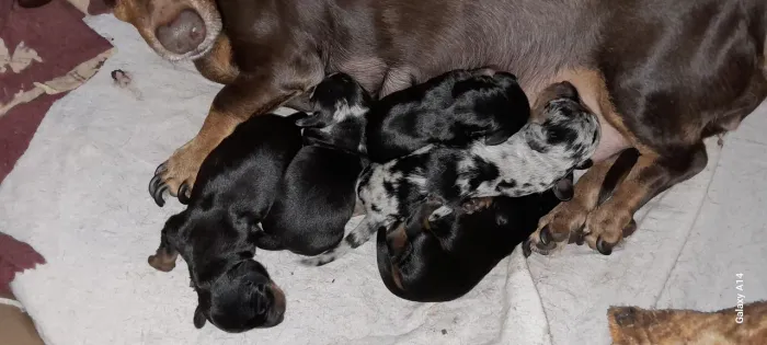 Filhote de Basset