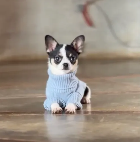 Chihuahua pelo curto 