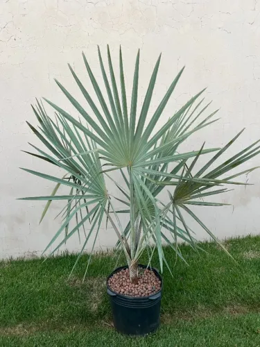 Palmeira Azul 1,80mt - Bismarckia Nobilis - Pronta Para Plantio