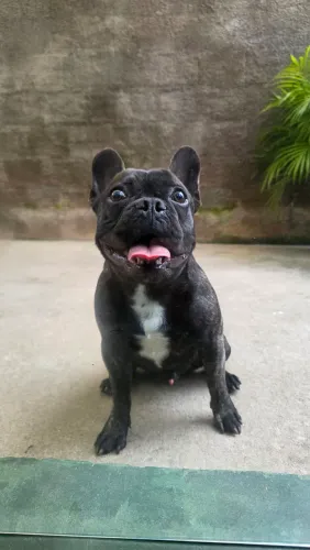 Buldogue francês