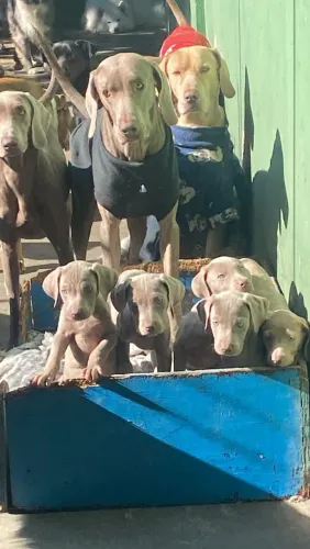 Filhotes puros de Weimaraner