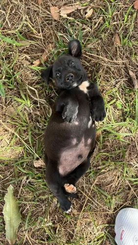 Filhote macho pra adoção