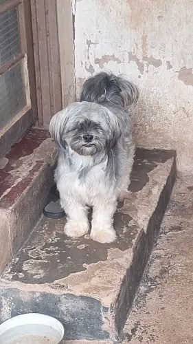 Cadela pra adoção responsavel 